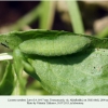 lycaena candens georgia larva4b